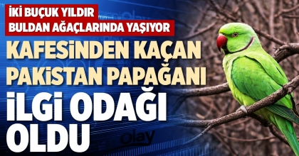 KAFESİNDEN KAÇAN PAKİSTAN PAPAĞANI İLGİ ODAĞI OLDU