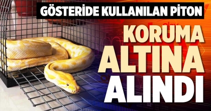 GÖSTERİDE KULLANILAN PİTON KORUMA ALTINA ALINDI