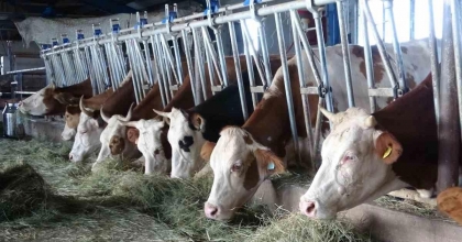 ŞAP AŞILAMA KAMPANYASI BAŞLIYOR