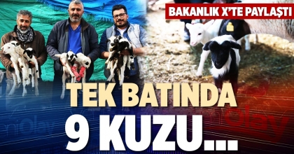 TEK BATINDA 9 KUZU…