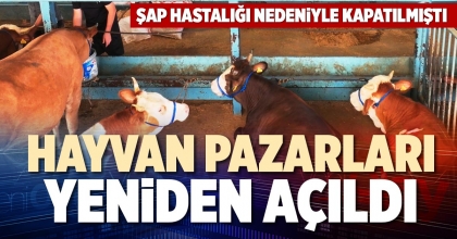 HAYVAN PAZARLARI YENİDEN AÇILDI