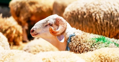 2026 KURBAN BAYRAMI NE ZAMAN?