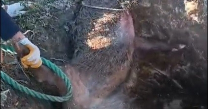 DÜŞTÜĞÜ ÇUKURDA MAHSUR KALAN YABAN DOMUZUNU VATANDAŞLAR KURTARDI
