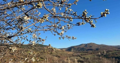 EMET’TE BADEM AĞAÇLARI ÇİÇEK AÇTI
