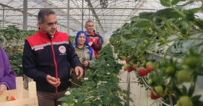 AYDIN’DA ÇİLEK HASADI BAŞLADI