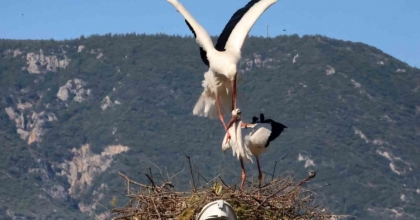 BU DA LEYLEĞİN HIRSIZI