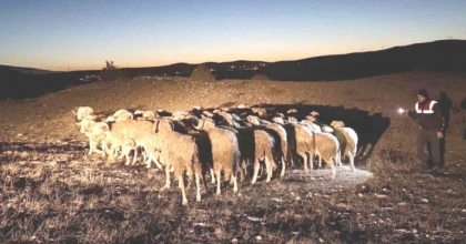 KÜTAHYA’DA KAYBOLAN HAYVANLARI JANDARMA DRONLA BULDU
