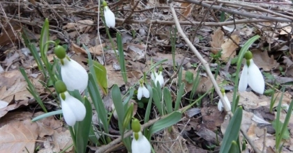 KOPARMANIN CEZASI 699 BİN 245 TL