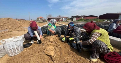 İKİ KARDEŞTEN ÜZÜM FİDANINDA BÜYÜK BAŞARI