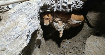BETONUN İÇİNE SIKIŞAN KÖPEK KURTARILDI
