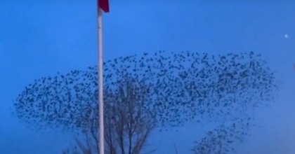 KUŞLARIN TÜRK BAYRAĞI ÇEVRESİNDEKİ MEST EDEN DANSI KAMERADA