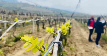 SALİHLİ’DE YAĞIŞLAR ÖLÜKOL RİSKİNİ ARTIRDI
