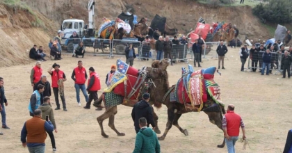TURGUTLU’DA DEVE GÜREŞLERİ HEYECANI YAŞANACAK