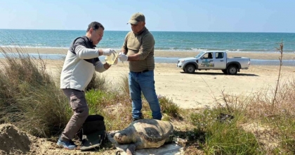 KUŞADASI’NDA DENİZ KAPLUMBAĞASI ÖLÜMLERİ ARTIYOR: BİR HAFTADA 7 KAYIP
