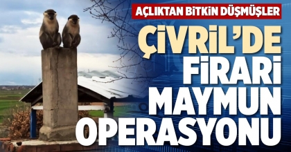 ÇİVRİLDE FİRARİ MAYMUN OPERASYONU