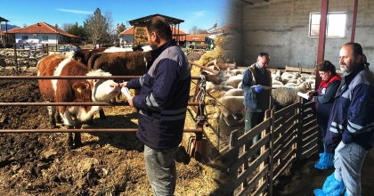 DENİZLİ’DE HAYVANCILIK DESTEKLERİ SAHADA DENETLENİYOR