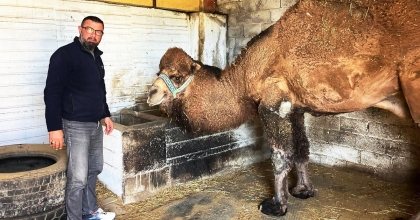 GÜREŞLER İPTAL EDİLİNCE DEVELER DİNLENMEYE ÇEKİLDİ