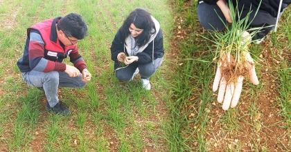 HUBUBAT SAHALARINDA FENOLOJİK GÖZLEM