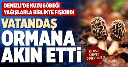 DENİZLİ’DE KUZUGÖBEĞİ YAĞIŞLARLA BİRLİKTE FIŞKIRDI