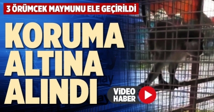 KORUMA ALTINA ALINDI