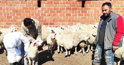 KÜÇÜKBAŞTA KÜPELEME ÇALIŞMASI SÜRÜYOR