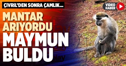 MANTAR ARIYORDU MAYMUN BULDU