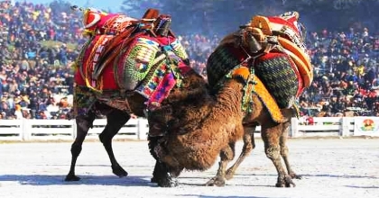 SARAYKÖY DEVE GÜREŞLERİNE HAZIRLANIYOR
