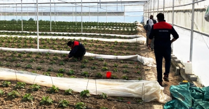 ÜRETİM SAHALARINDA FENOLOJİK GÖZLEMLER SÜRÜYOR