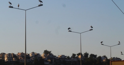 KUŞADASI’NDA LEYLEKLER GERİ DÖNDÜ