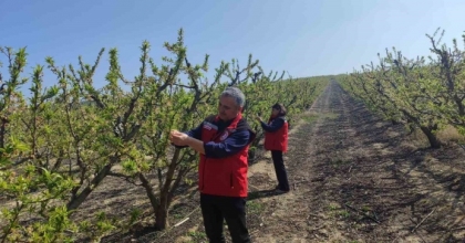 SALİHLİ’DE MEYVE ÜRETİCİLERİNE ’ÇİL VE FİLİZ GÜVESİ’ UYARISI
