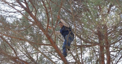 EKMEK PARASI İÇİN KOMANDO GİBİ AĞAÇLARA TIRMANIYORLAR