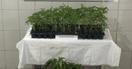 BOZDOĞAN’DA 174 KÖK KENEVİR ELE GEÇİRİLDİ