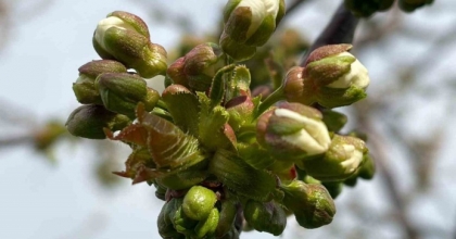 SALİHLİ’DE ‘MONİLYA’ TEHLİKESİ
