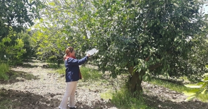 TARIM ARAZİLERİNDE HASTALIK VE ZARARLI MESAİSİ