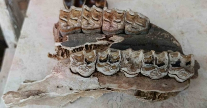 KUŞADASI KIYILARINDA FIRTINA SONRASI ORTAYA ÇIKAN KEMİKLER İNCELENDİ
