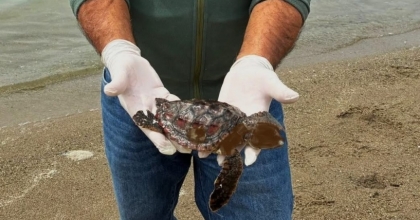 KUŞADASI’NDA İKİ DENİZ KAPLUMBAĞASI ÖLÜ BULUNDU
