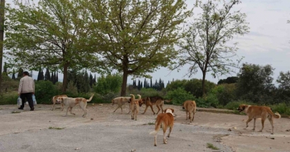 AYDIN’DA SOKAK KÖPEĞİ SORUNU DEVAM EDİYOR
