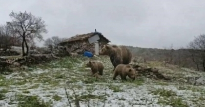 KIŞ UYKUSUNDAN UYANAN ANNE AYI YAVRULARI İLE YAYLAYA İNDİ
