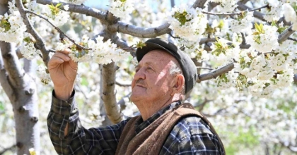 DEMİRCİ’DE 800 BİN KİRAZ AĞACI ÇİÇEK AÇTI