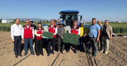 MANİSA’DA 131 BİN DEKARLIK ALANDA DOMATES MESAİSİ