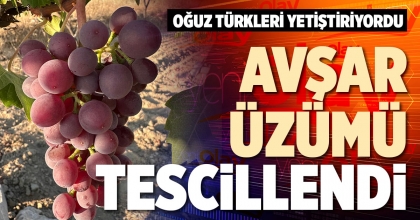 AVŞAR ÜZÜMÜ TESCİLLENDİ