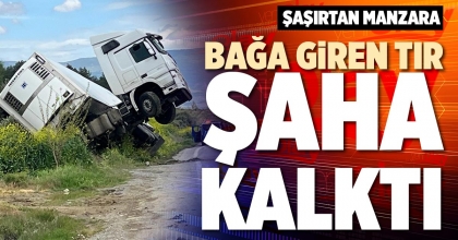 BAĞA GİREN TIR ŞAHA KALKTI