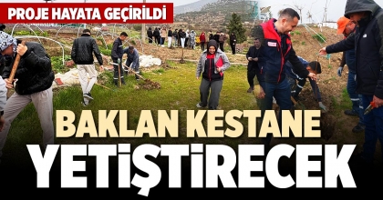 BAKLAN KESTANE YETİŞTİRECEK