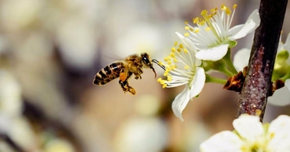 BAŞKAN KEPENEK’TEN ÜRETİCİLERE ARI UYARISI