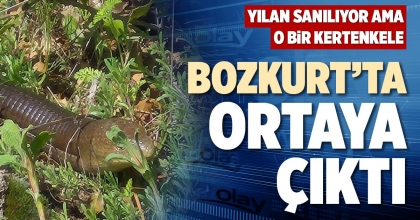 BOZKURT’TA ORTAYA ÇIKTI