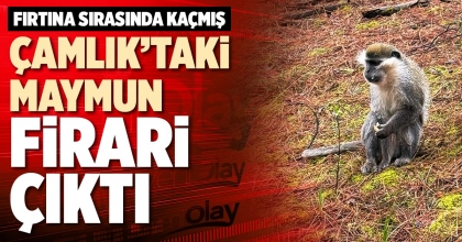 ÇAMLIK’TAKİ MAYMUN FİRARİ ÇIKTI