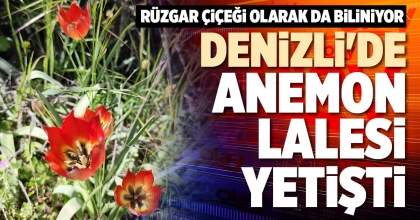 DENİZLİ'DE ANEMON LALESİ YETİŞTİ