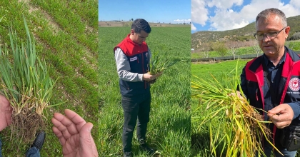 DENİZLİ’DE HUBUBAT TARLALARI YAKIN TAKİPTE