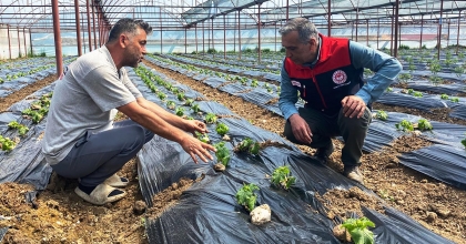 DENİZLİ'DE ÖRTÜ ALTI ÜRETİME İNCELEME