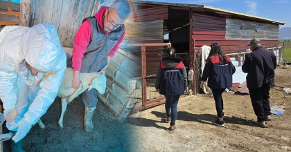 DENİZLİ'DE SAĞLIKLI HAYVAN GÜÇLÜ GELECEK MESAİSİ